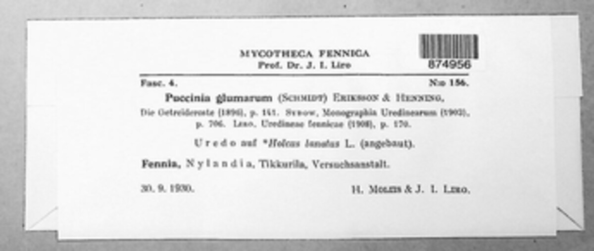 Puccinia glumarum image